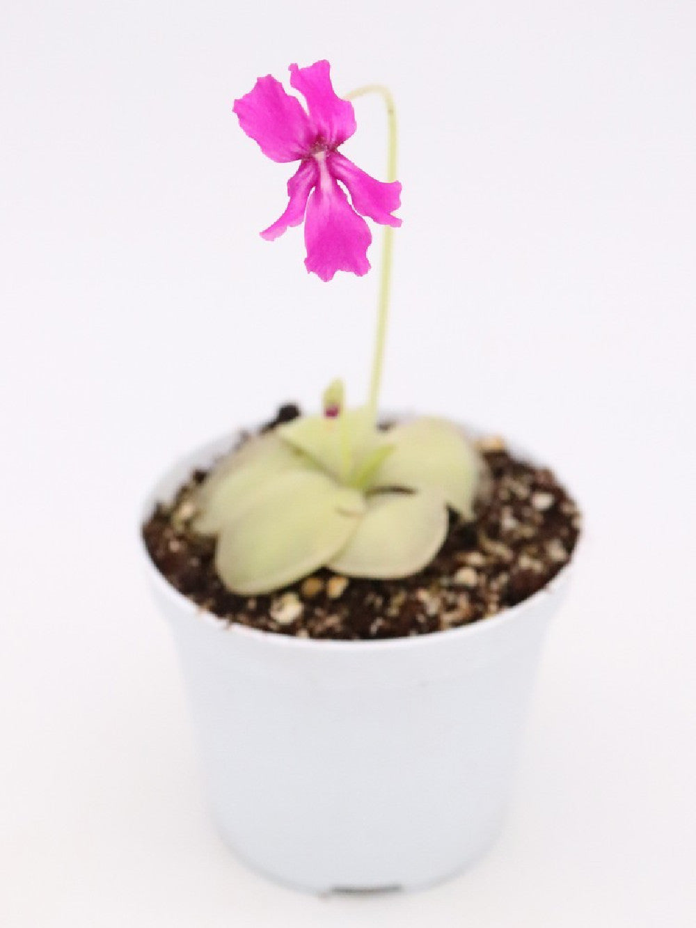 Pinguicula MWTC1 x laueana