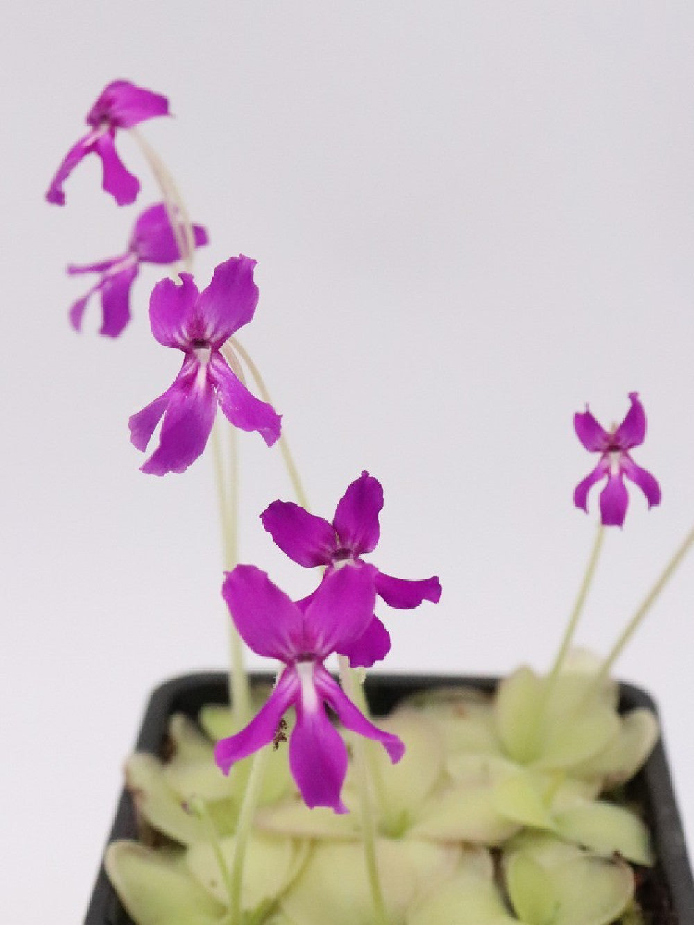 Pinguicula MWTC1 x laueana