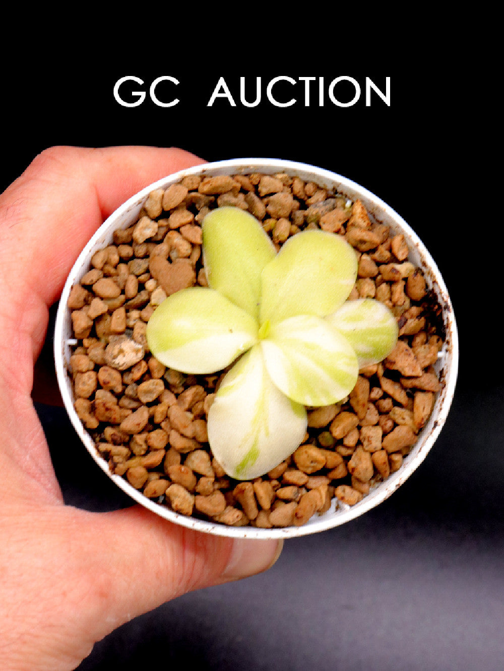 Pinguicula "Tina" Variegata