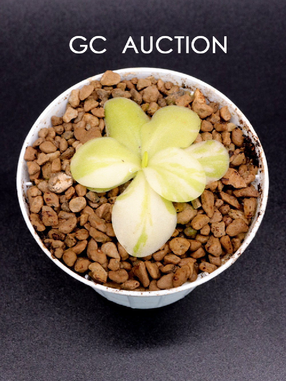 Pinguicula "Tina" Variegata