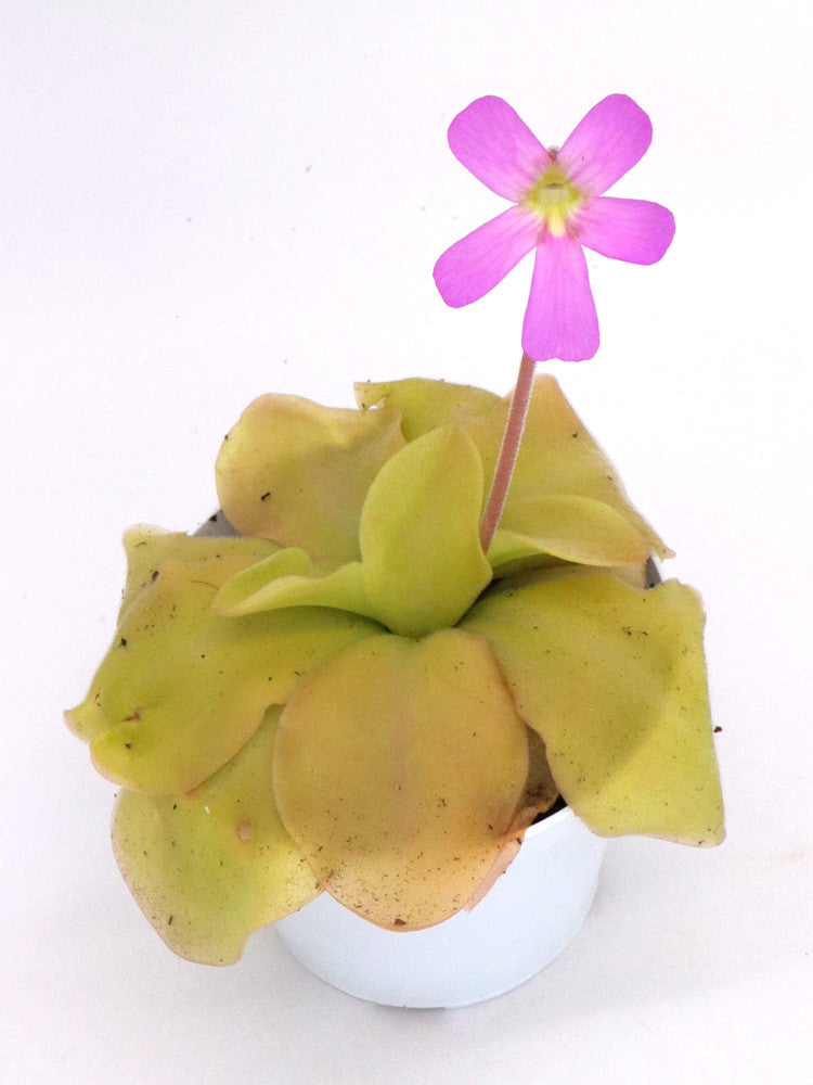 Planta Carnívora - Pinguicula esseriana: Como Cuidar e Cultivar Planta Carnívora - Pinguicula esseriana: Como Cuidar e Cultivar