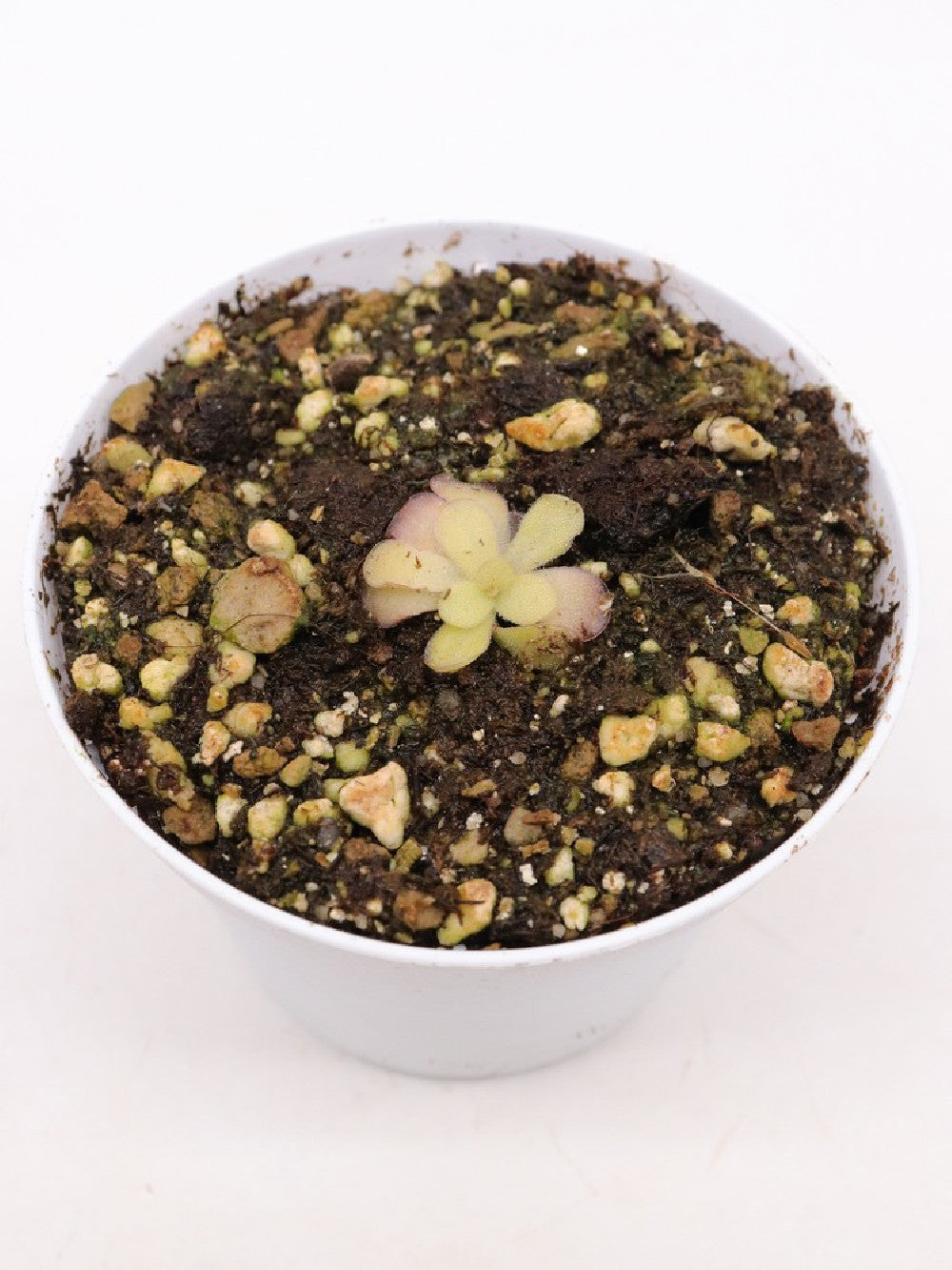 Pinguicula agnata CSUF WIC Brown
