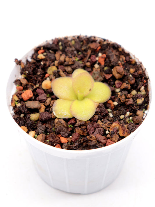 Pinguicula agnata "El Lobo"