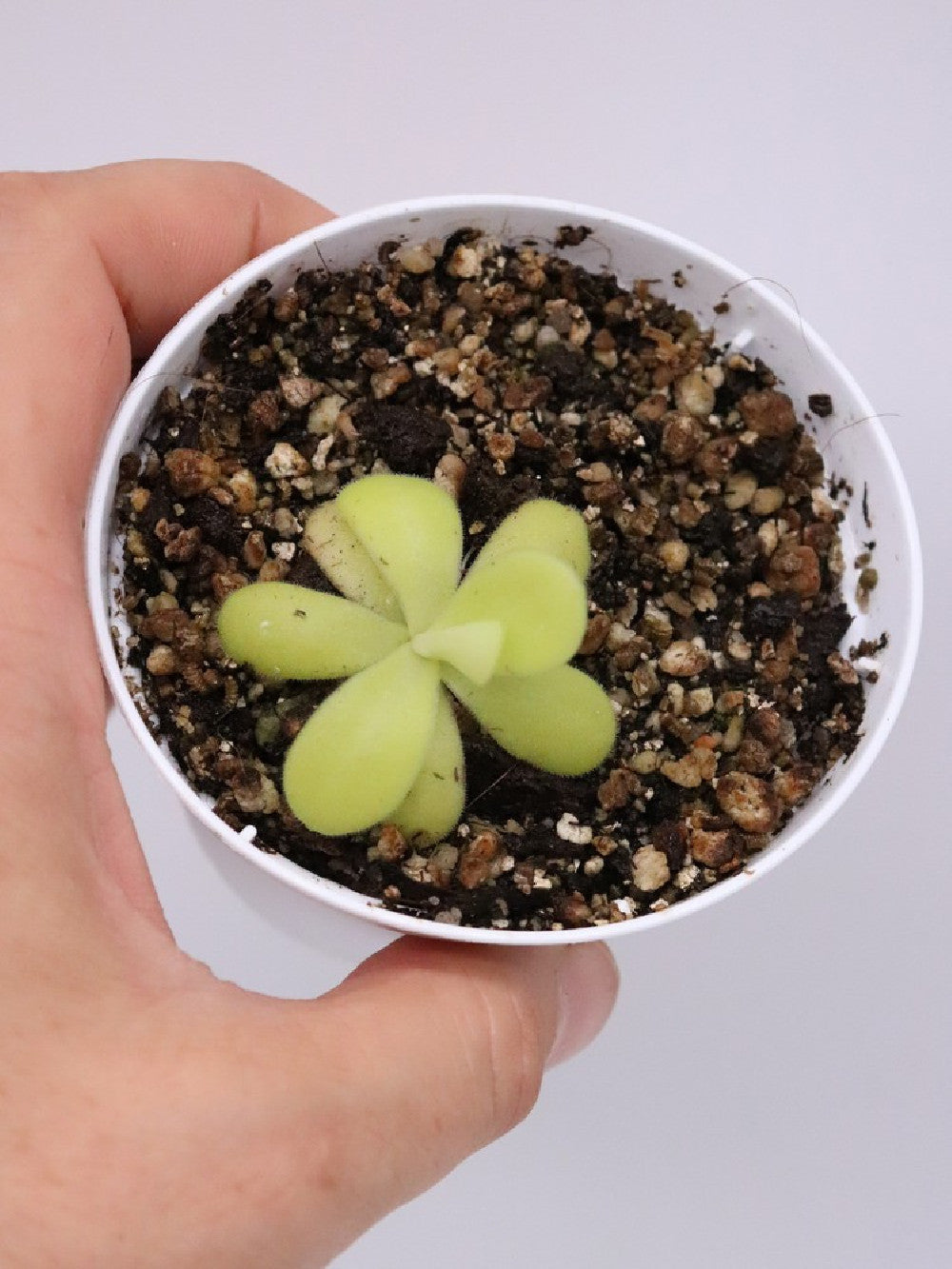 Pinguicula agnata LYL