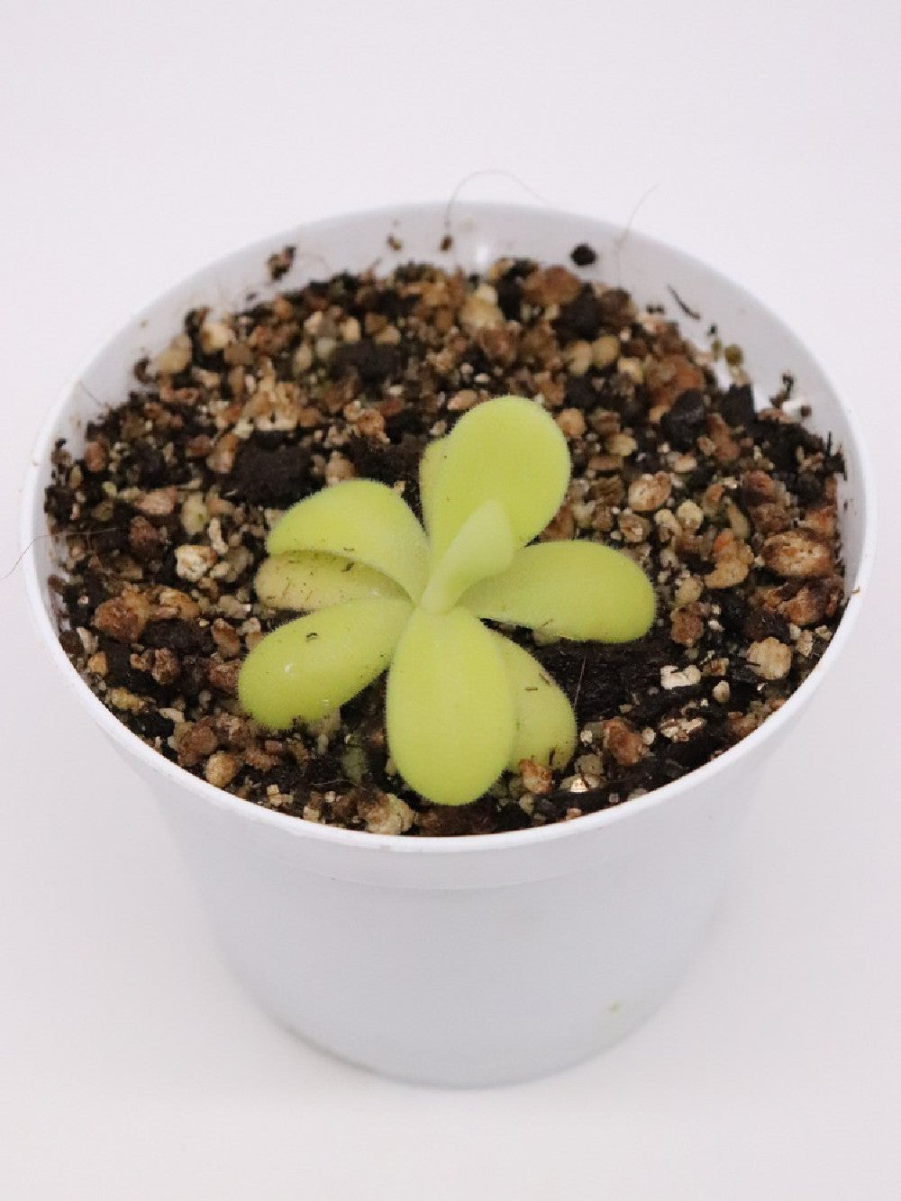 Pinguicula agnata LYL