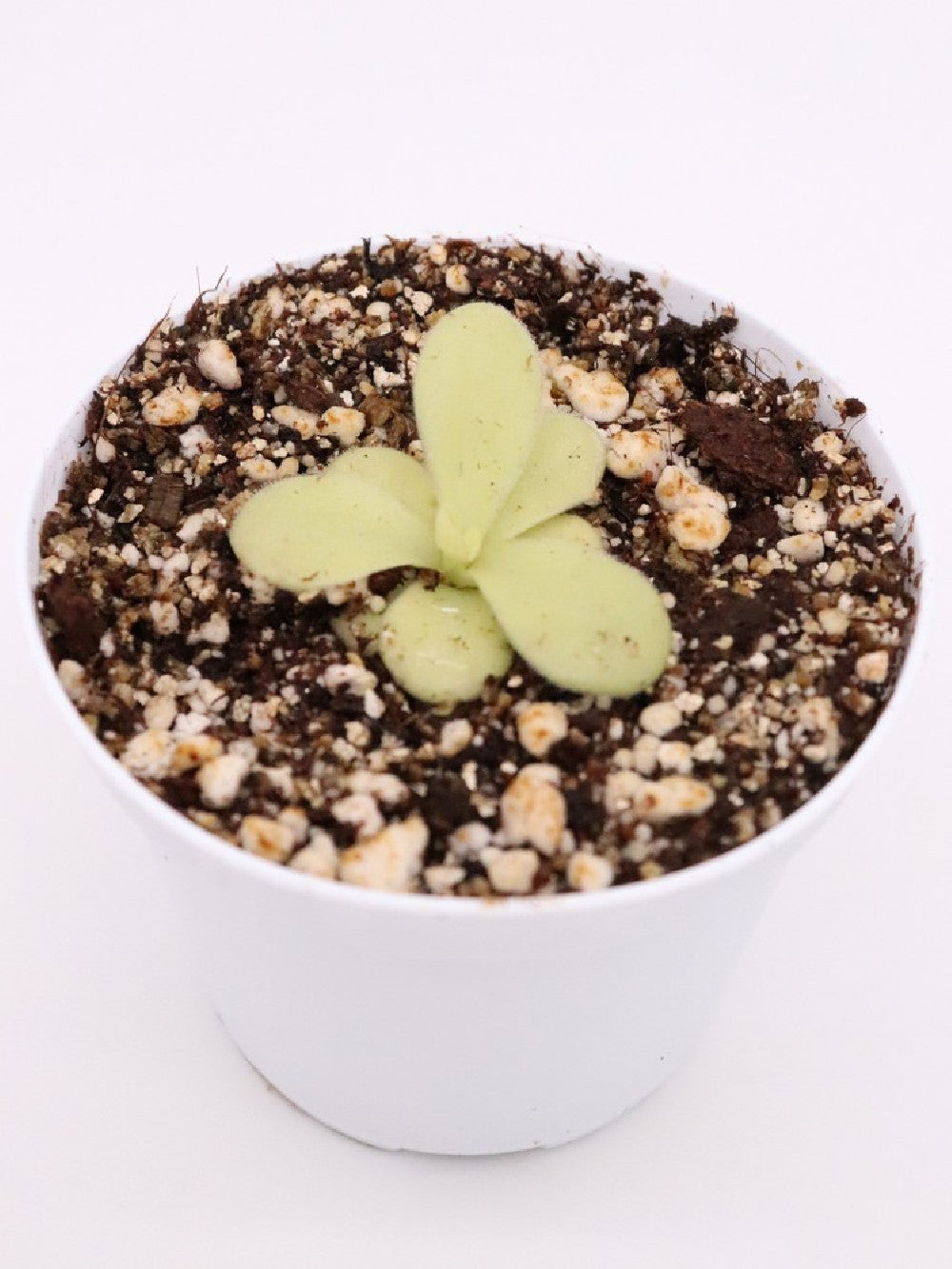 Pinguicula agnata , Botanic garden Liberec