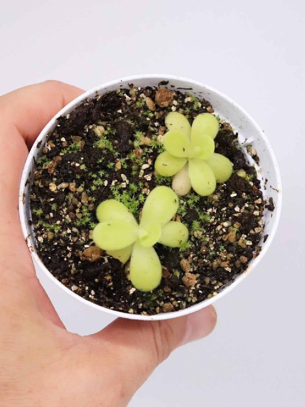 Pinguicula agnata , small leaf  (T.Carow)
