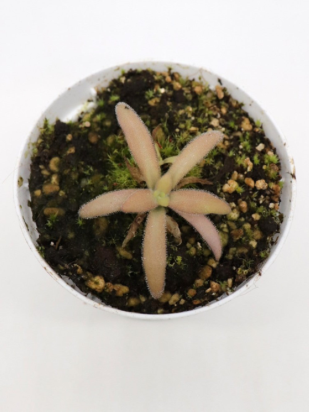 Pinguicula agnata x gypsicola
