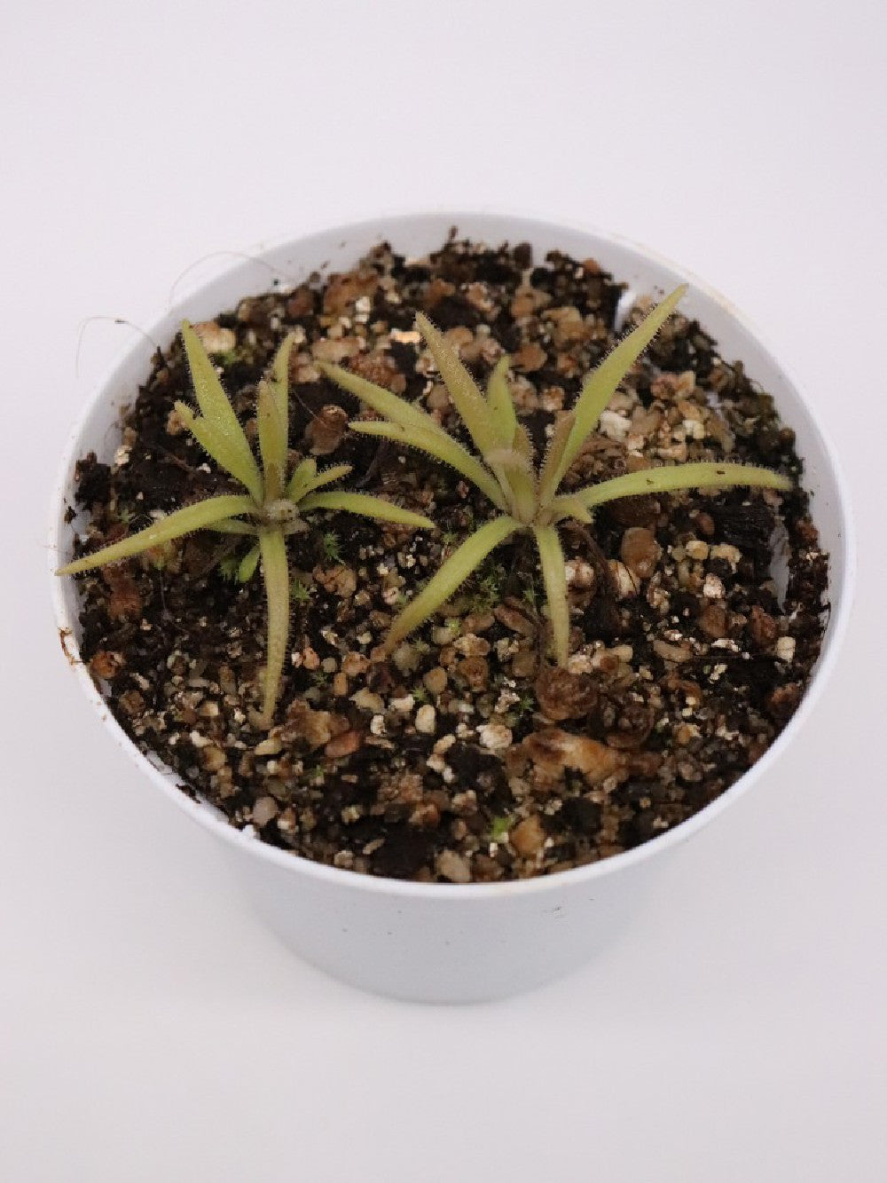 Pinguicula calderoniae x gypsicola