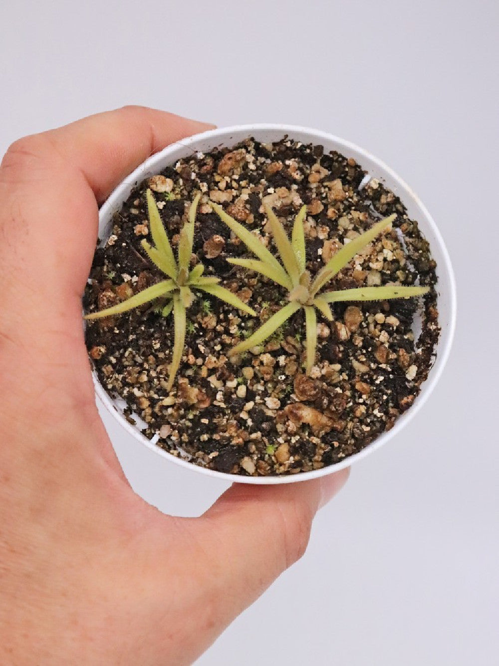 Pinguicula calderoniae x gypsicola