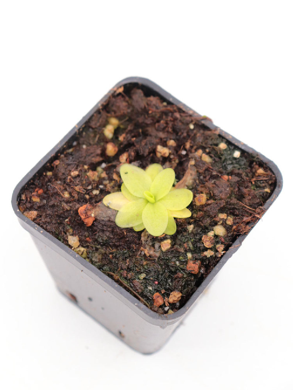 Pinguicula casperiana Priego, Sierra de Cuenca, Spagna