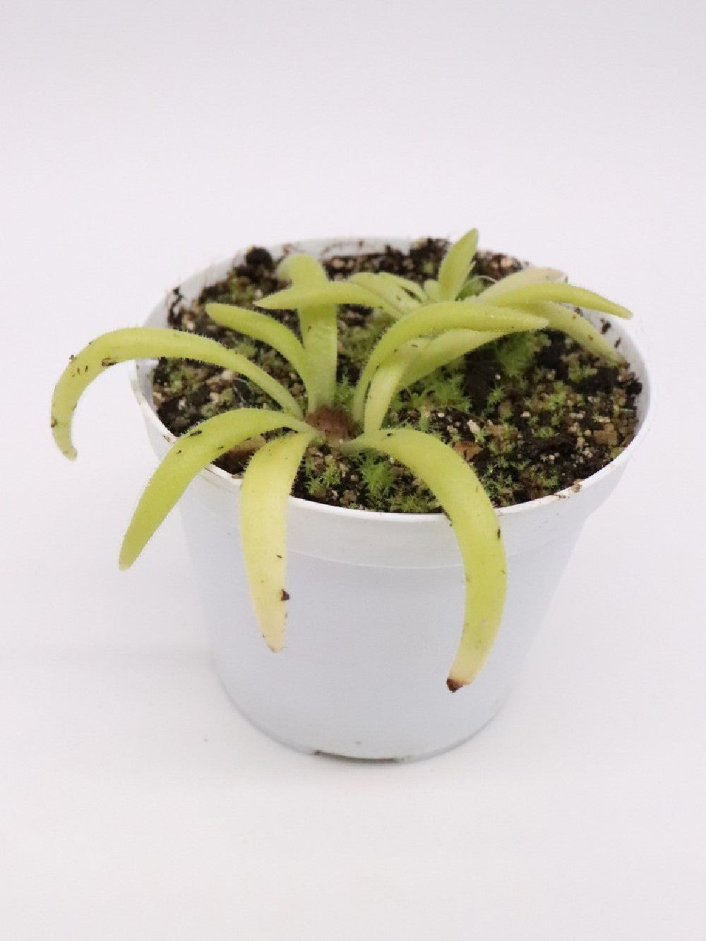 Pinguicula colimensis x calderoniae