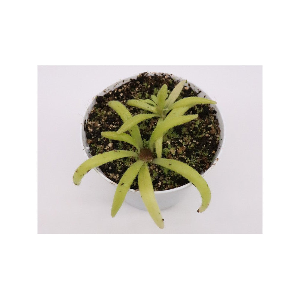 Pinguicula colimensis x calderoniae