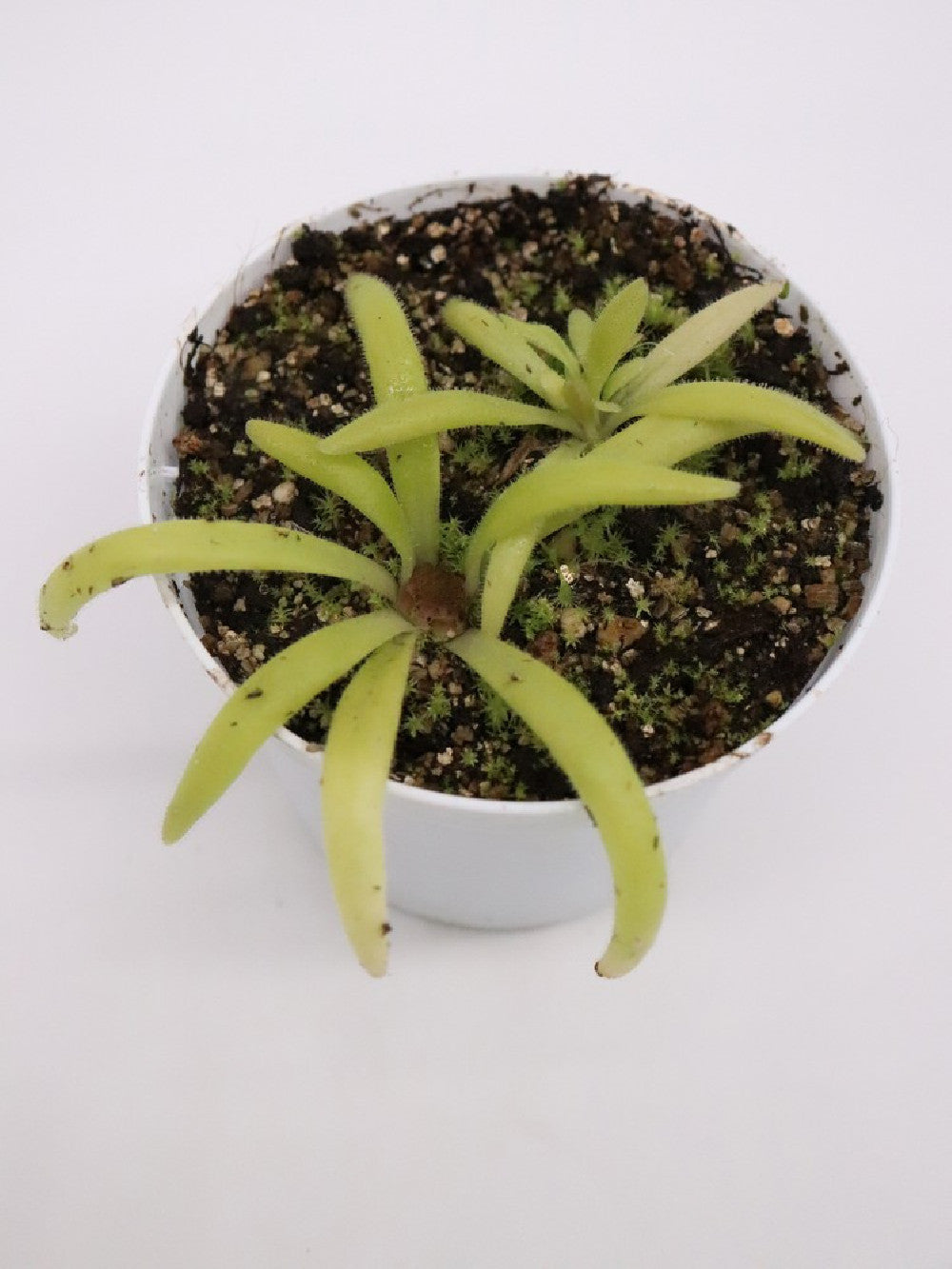 Pinguicula colimensis x calderoniae