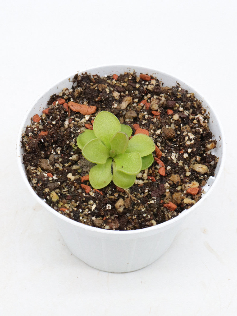 Pinguicula cv. 'Hanka'