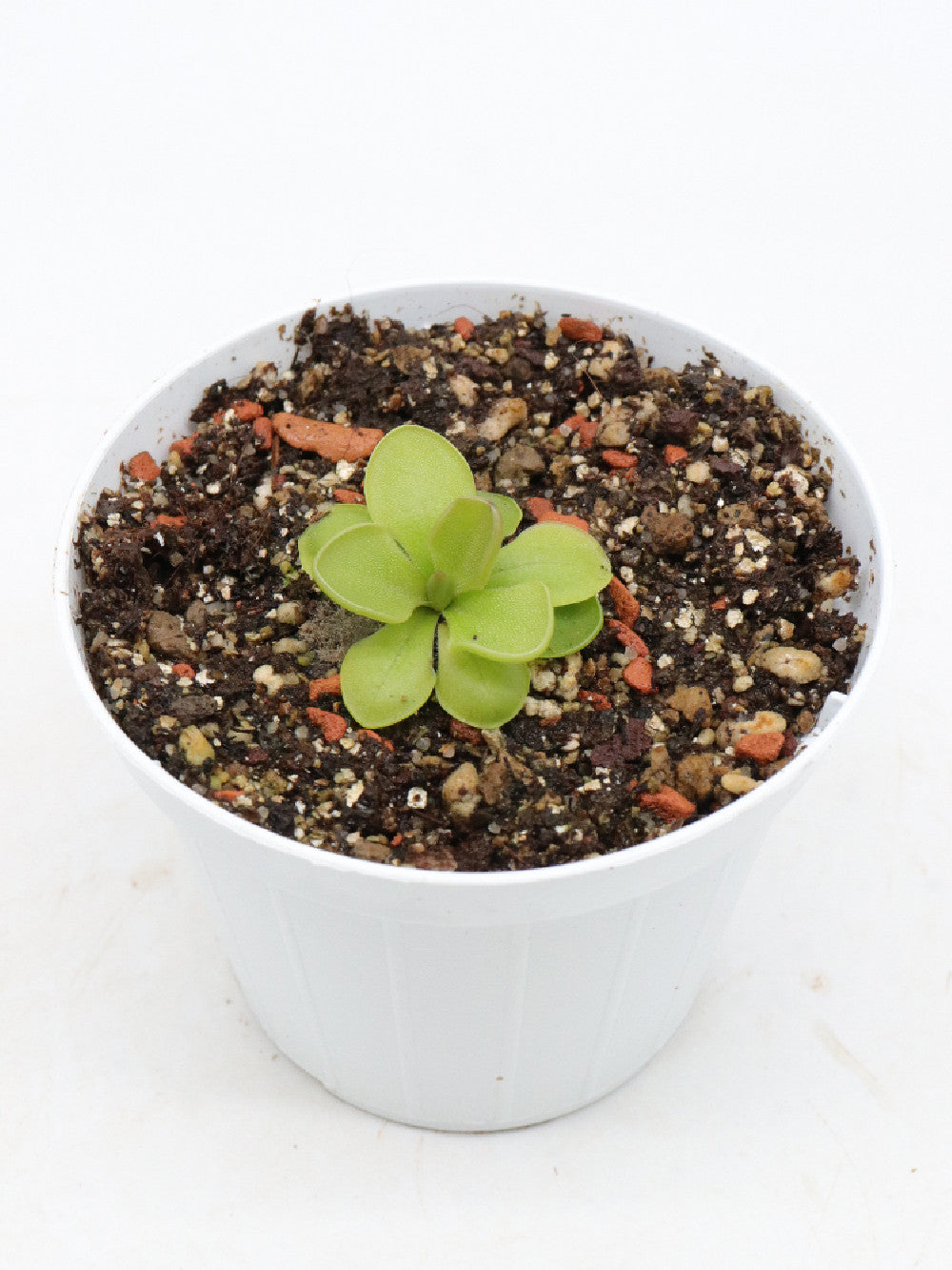 Pinguicula cv. 'Hanka'