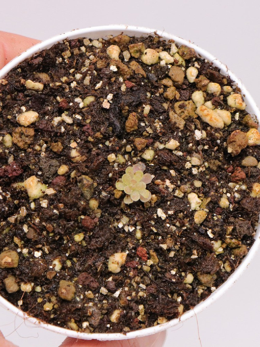 Pinguicula debbertiana "Metallic purple flower"