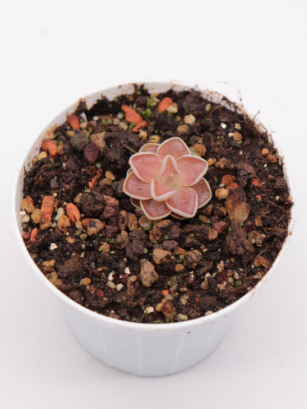 Pinguicula ehlersiae Ixmiquilpan, Hidalgo, Mexico