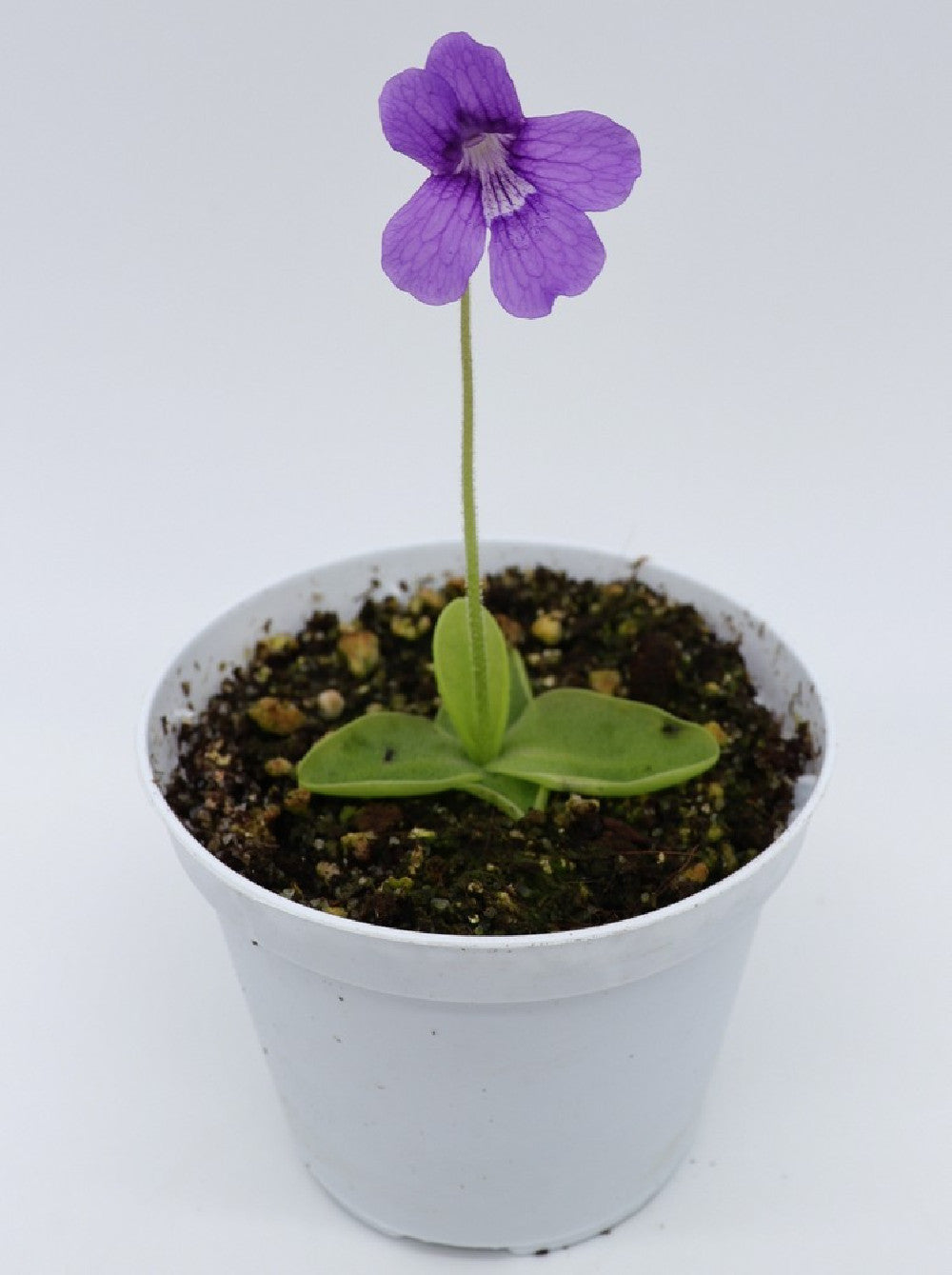 Pinguicula grandiflora var. chionopetra - Giardino Carnivoro Pinguicula grandiflora var. chionopetra - Giardino Carnivoro