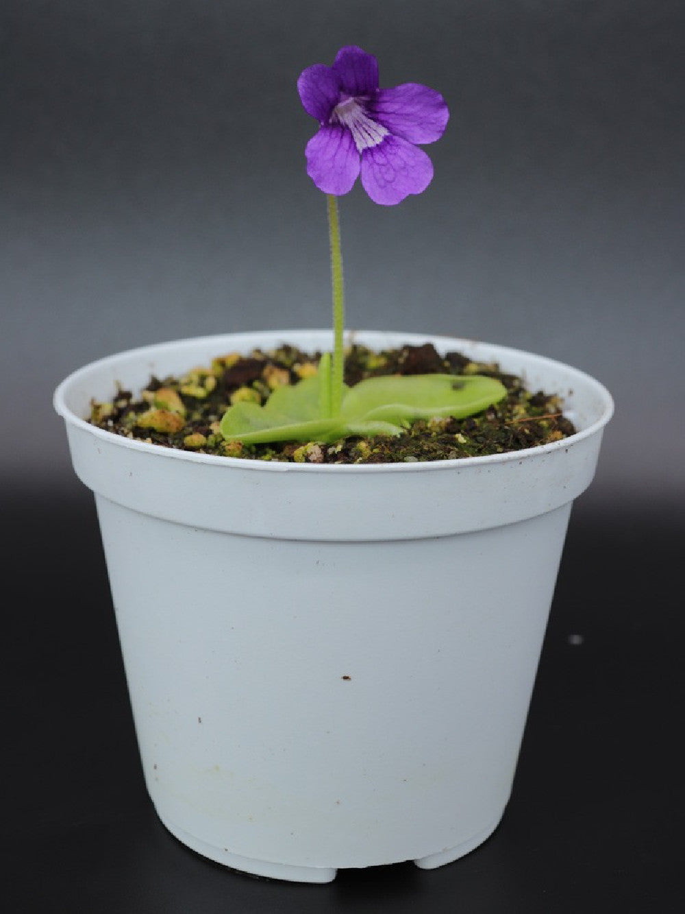 Pinguicula grandiflora