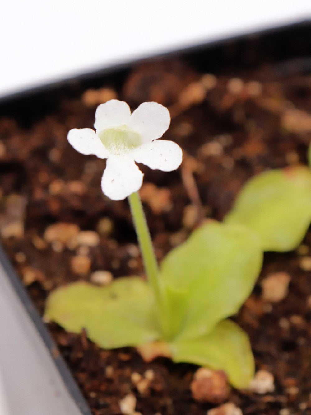 Pinguicula grandiflora var. chionopetra