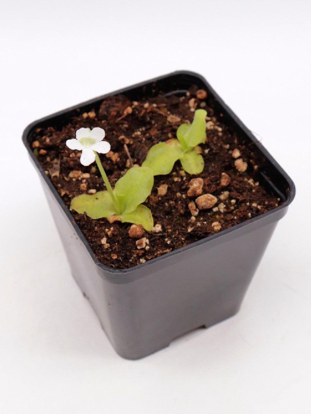 Pinguicula grandiflora var. chionopetra