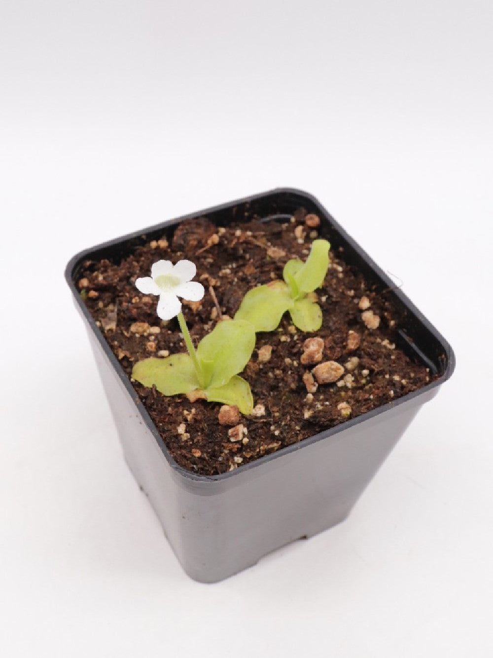 Pinguicula grandiflora var. chionopetra