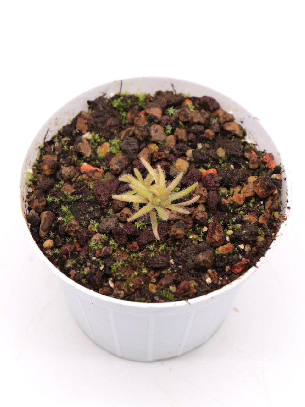 Pinguicula gypsicola Buena Vista, San Luis Potosi, Mexico