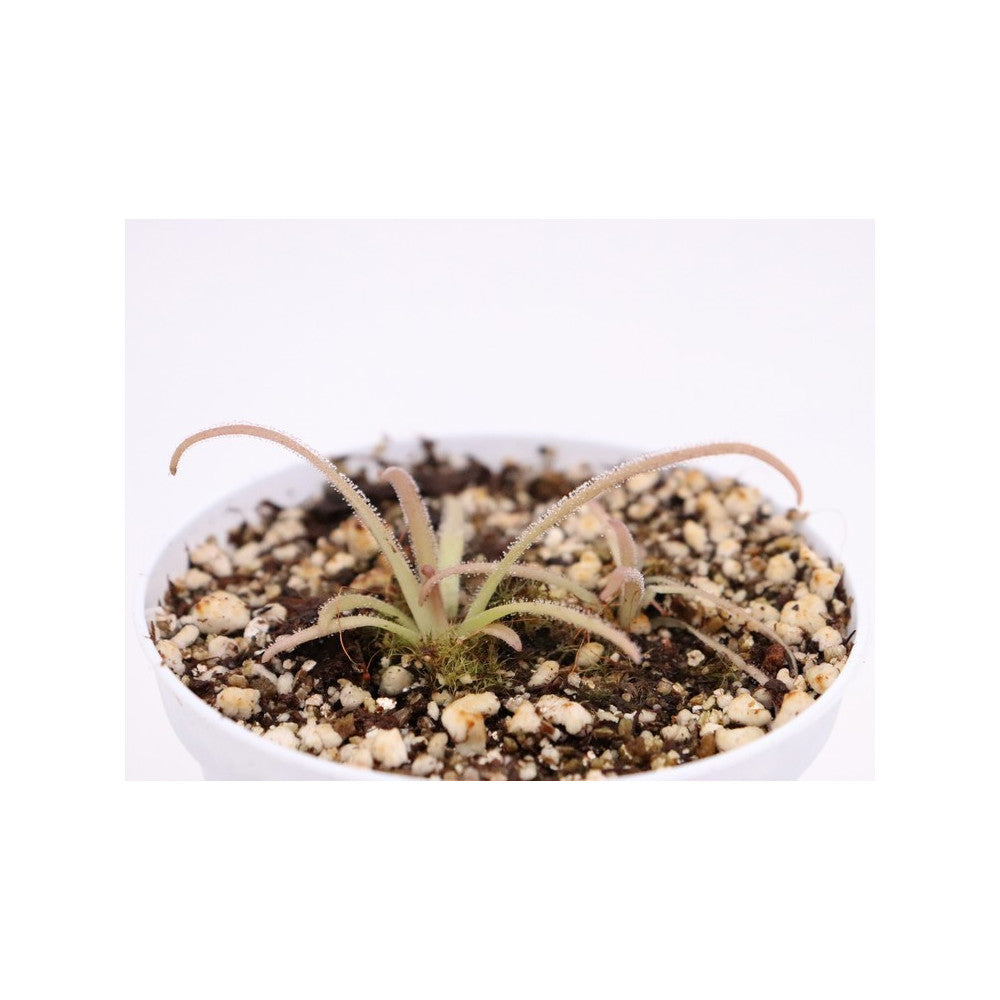 Pinguicula gypsicola x calderoniae