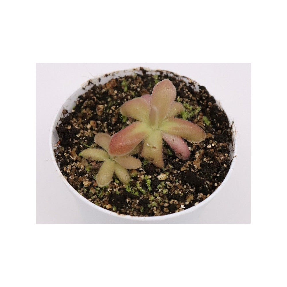 Pinguicula gypsicola x sethos clone B