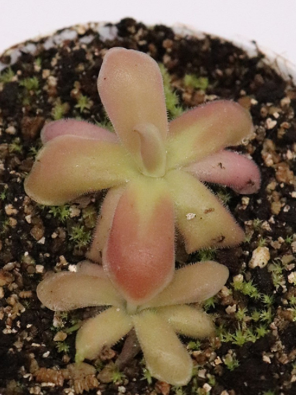 Pinguicula gypsicola x sethos clone B