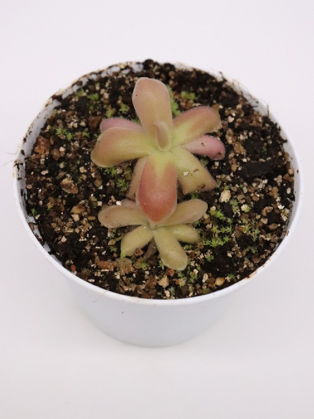 Pinguicula gypsicola x sethos clone B