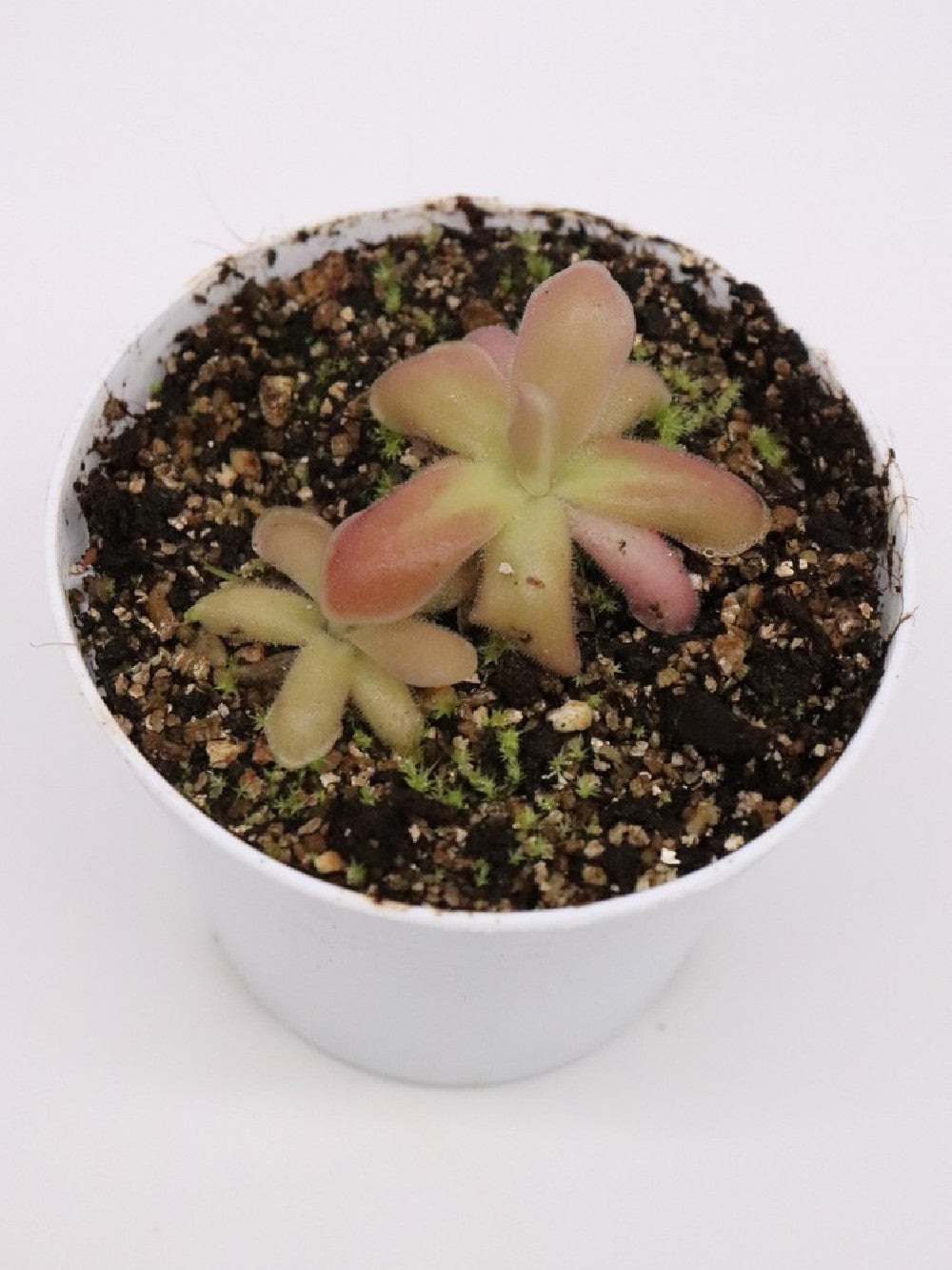 Pinguicula gypsicola x sethos clone B