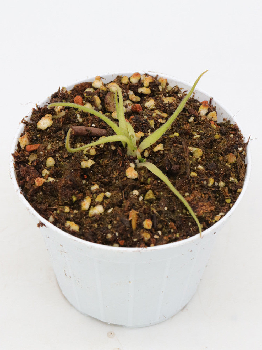 Pinguicula heterophylla Concepción Papalo, Oaxaca, Mexico