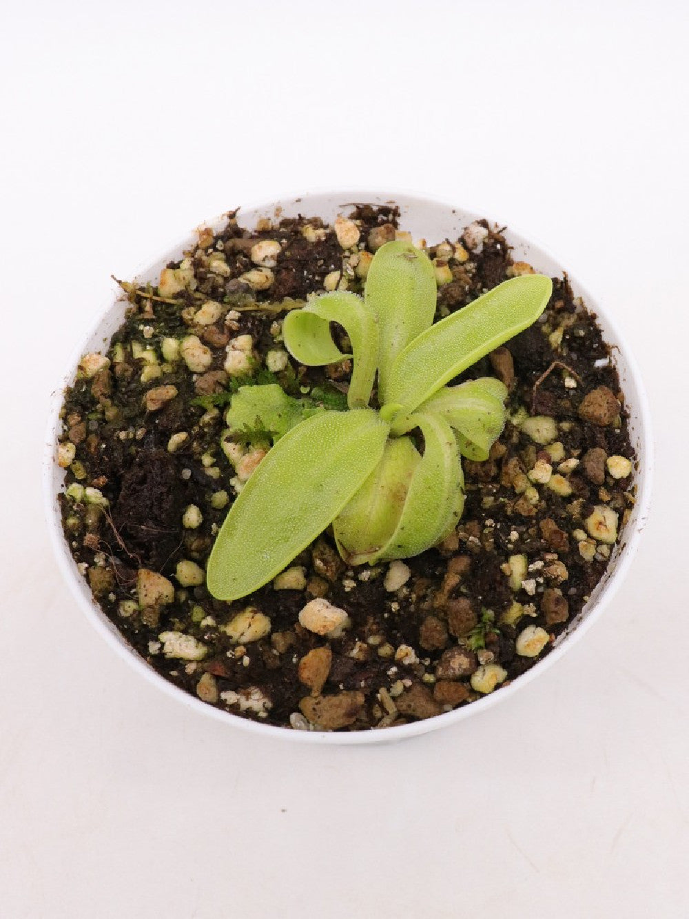 Pinguicula hirtiflora Devoll Valley, Moglice, Albania