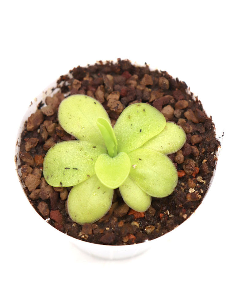 10 Semi Di Pinguicula Alpina – Pianta Carnivora Perenne – Coltivazione Facile – Made In Italy