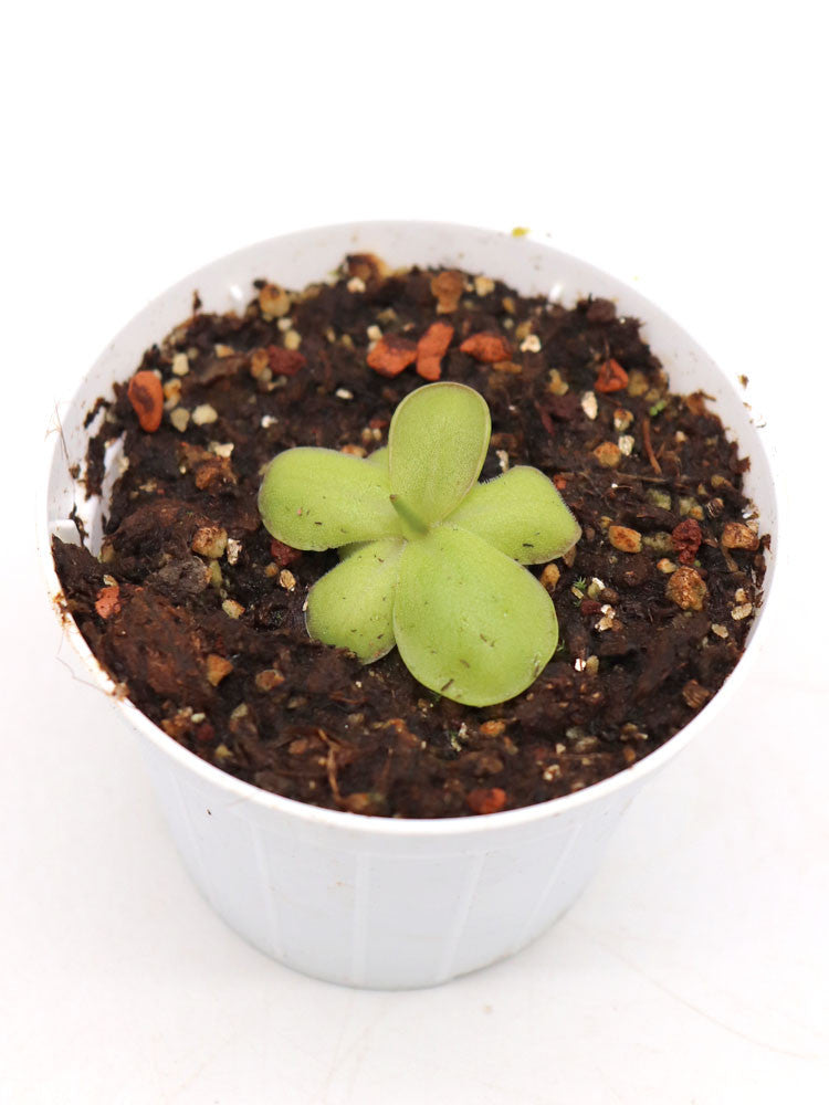 Pinguicula laueana "Crimson Red Flower"