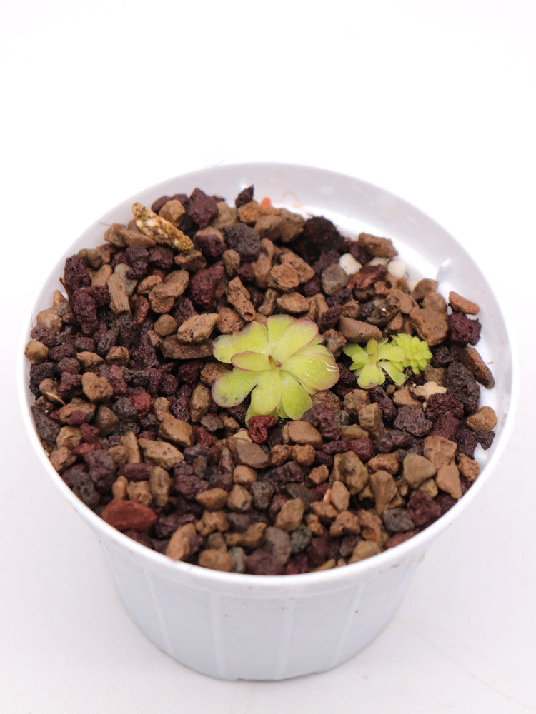 Pinguicula laueana "tricolor"