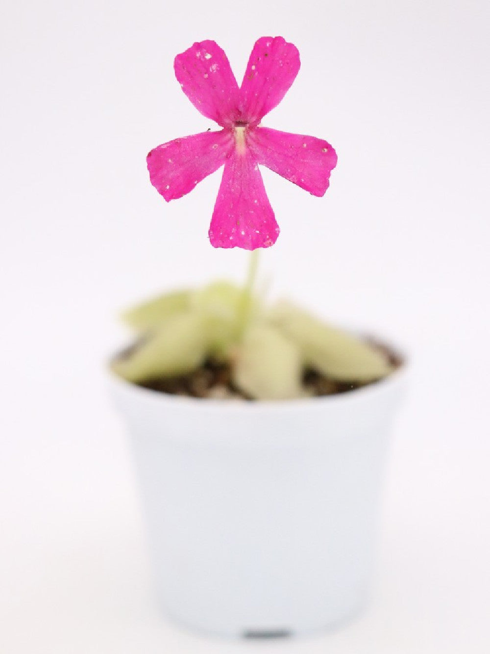 Pinguicula laueana x MWTC1