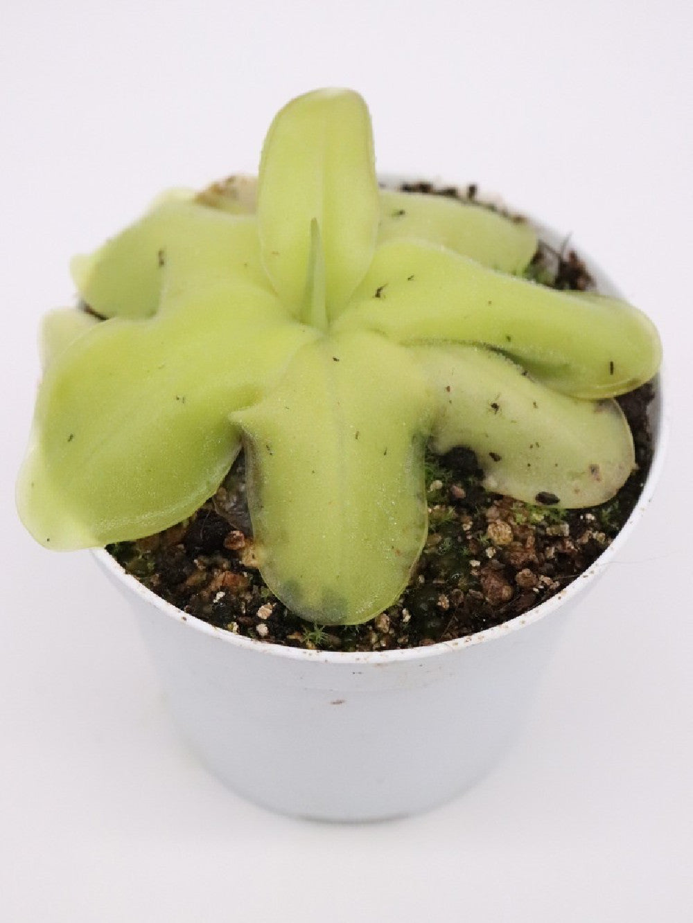 Pinguicula laueana x MWTC1
