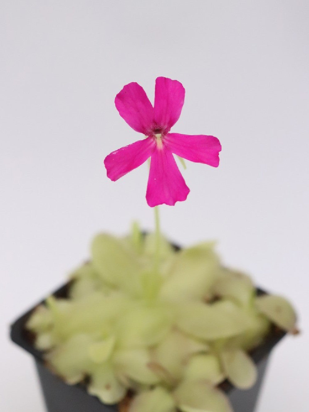Pinguicula laueana x MWTC1