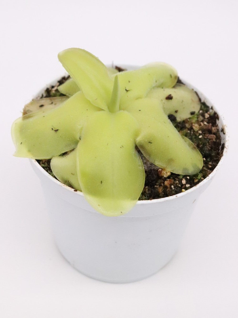 Pinguicula laueana x MWTC1