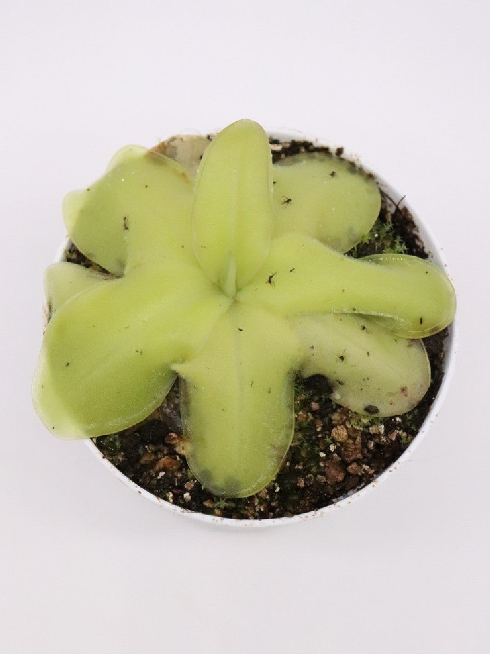 Pinguicula laueana x MWTC1