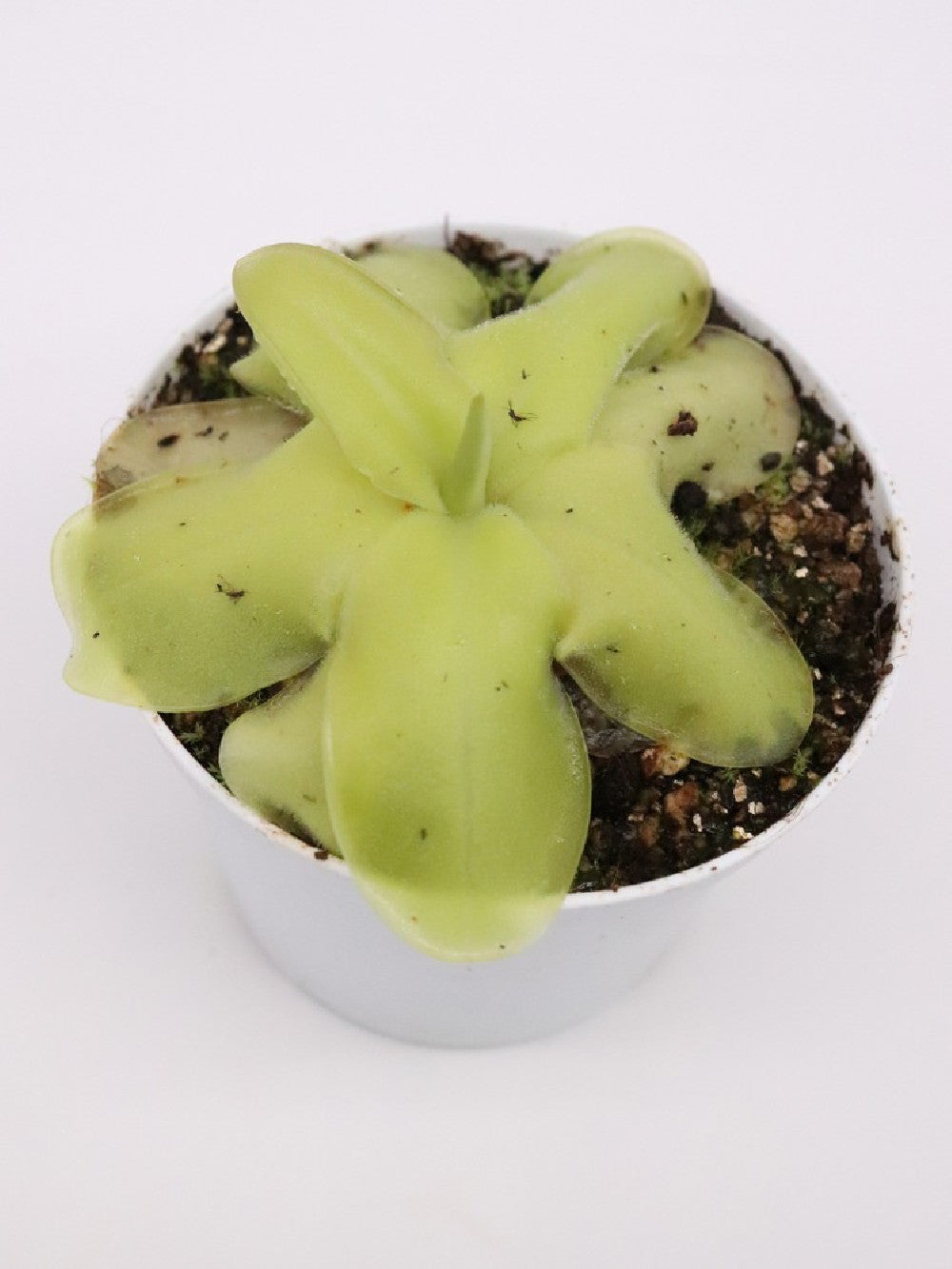Pinguicula laueana x MWTC1
