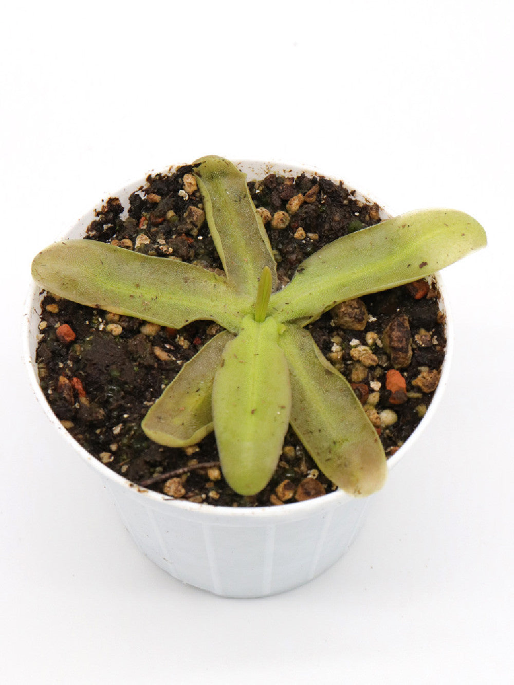 Pinguicula longifolia (Ordesa) x poldinii