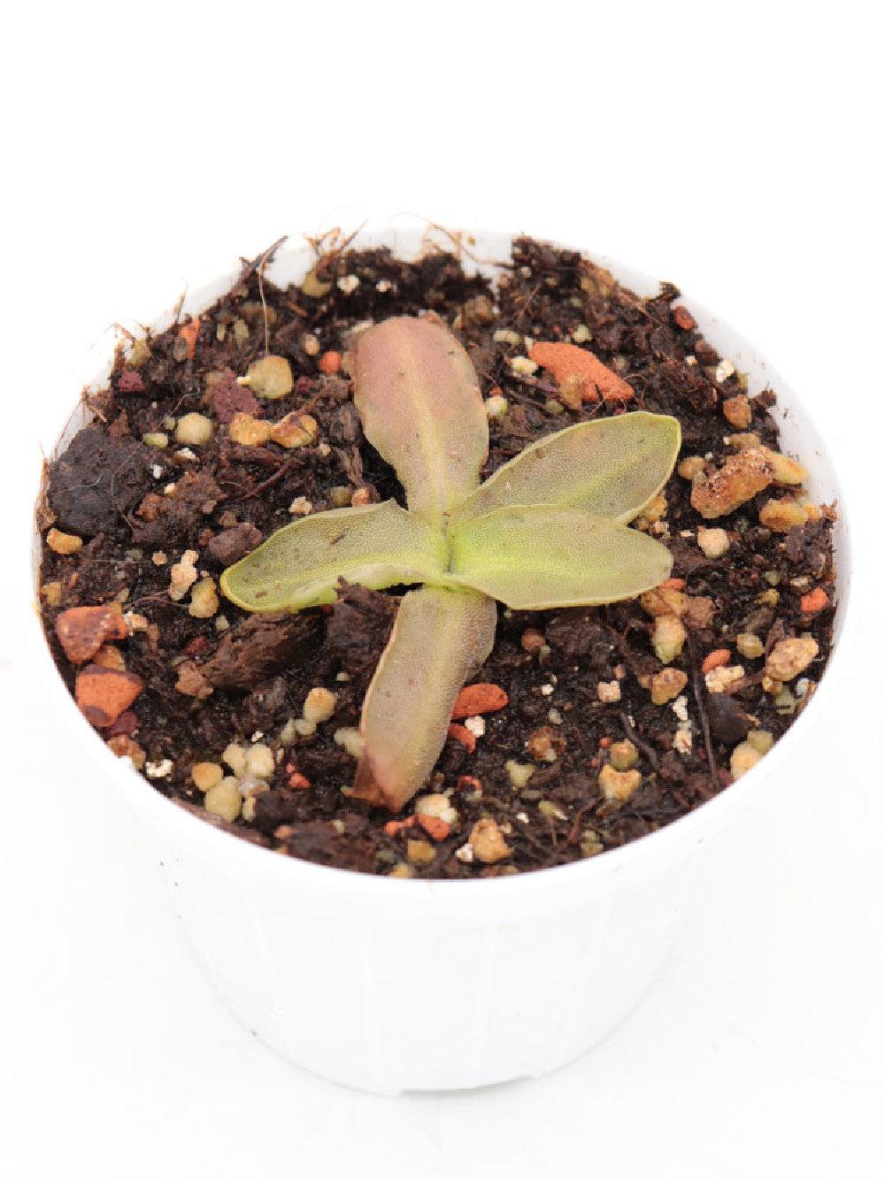 Pinguicula longifolia (Ordesa) x poldinii