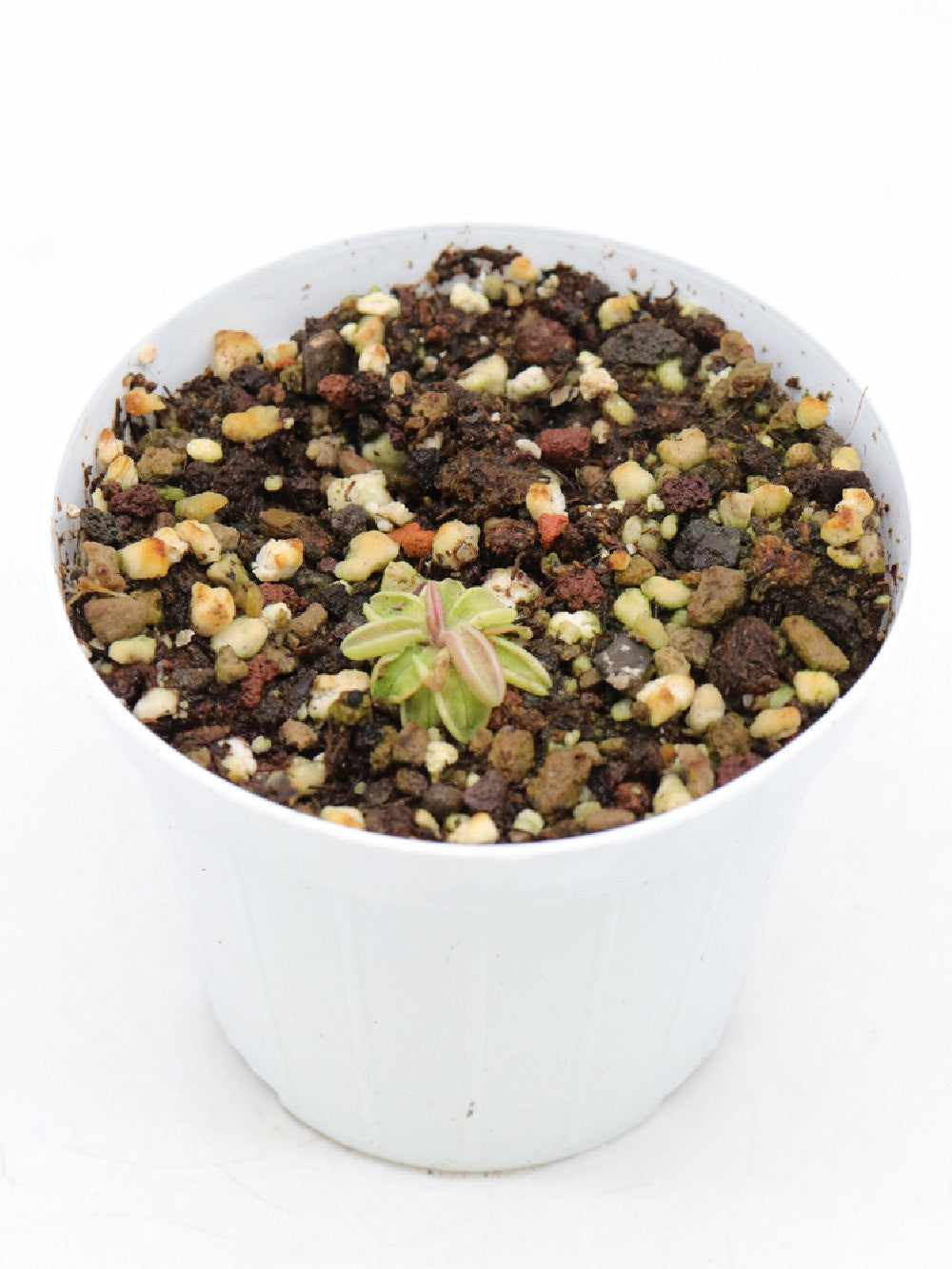 Pinguicula lusitanica