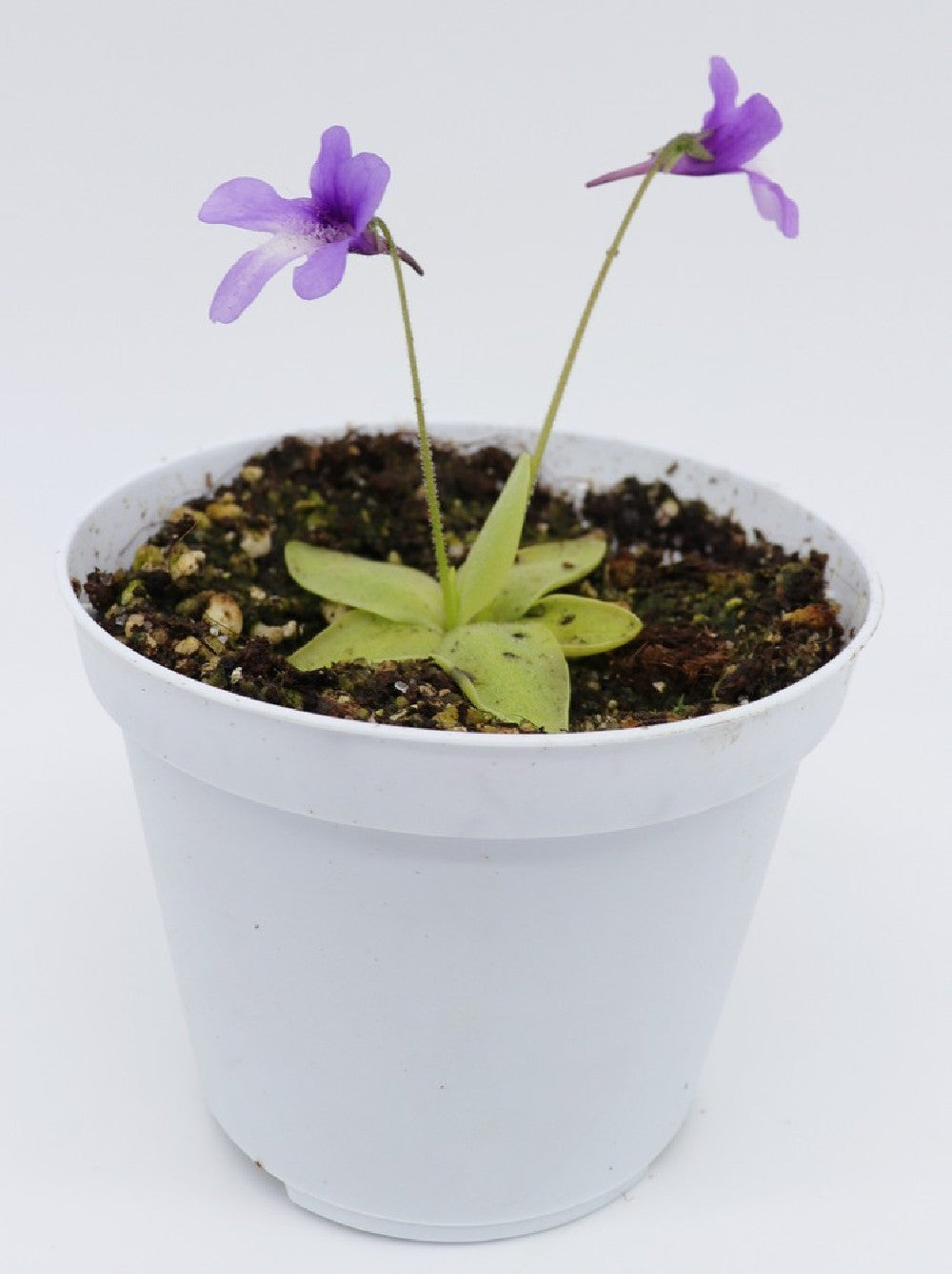 Pinguicula macroceras USA