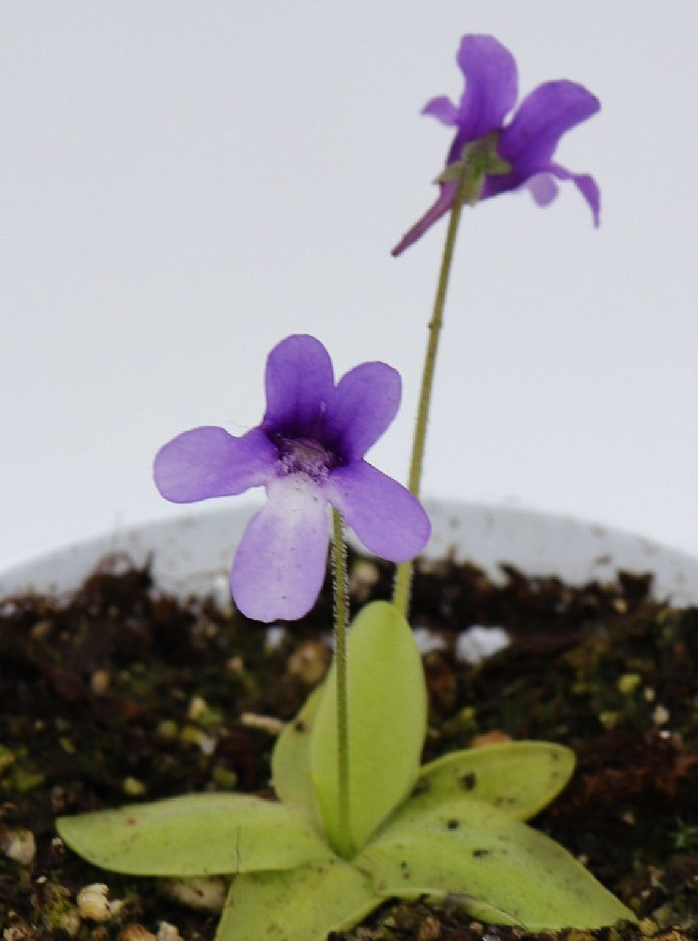 Pinguicula macroceras USA