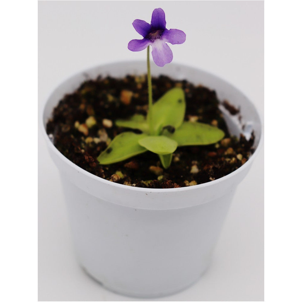 Pinguicula macroceras USA